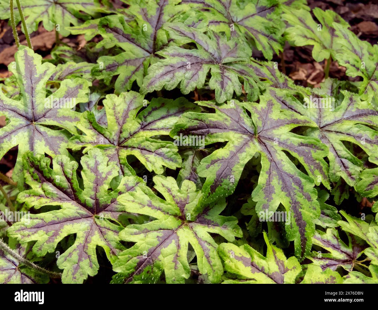 Tiarella cultivar colorate foglie decorative primo piano. I fiori di schiumoso verde vegetale con marcature viola fogliame. Tiarella cordifolia. Foto Stock