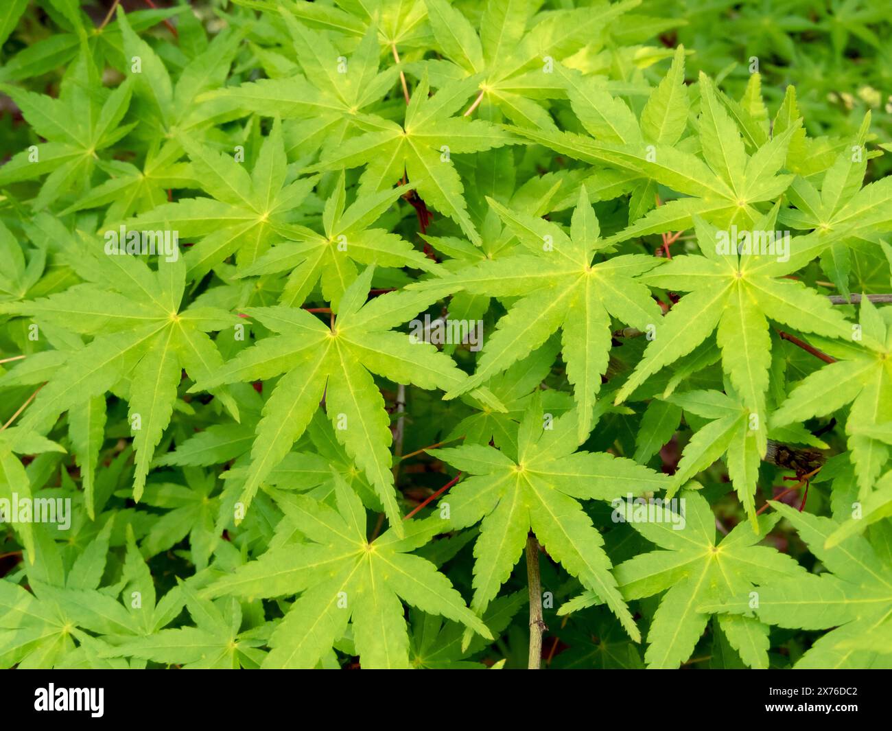 Ramo d'acero giapponese con foglie verdi palmate. Acer palmatum Plant. Foto Stock