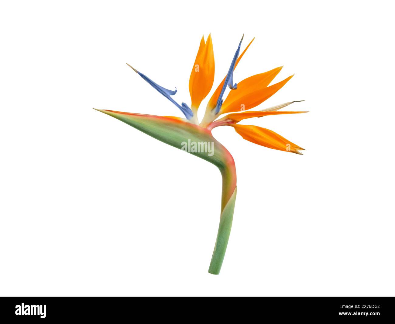 Testa di fiore di Strelitzia isolata su bianco. Uccello del paradiso o pianta fiorita della gru. Strelitzia reginae. Foto Stock