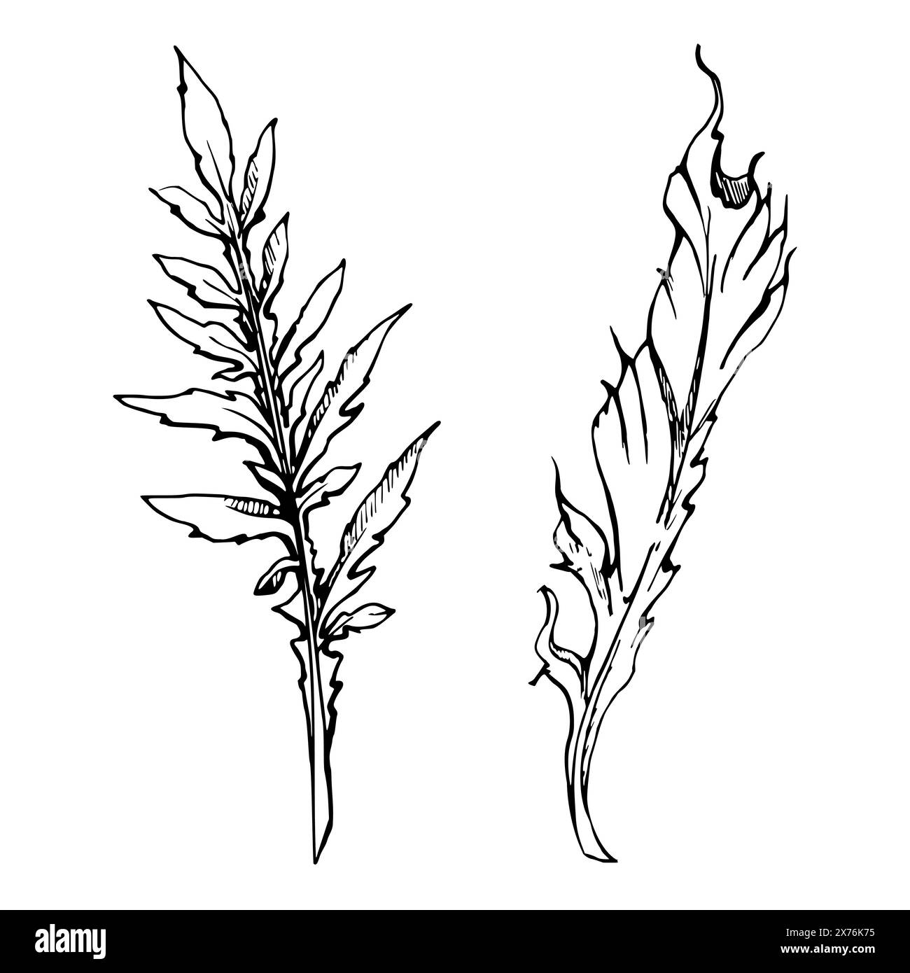 Set vettoriale di elementi con foglie di papavero estivo disegnate a mano. Isolato su sfondo bianco. Illustrazione grafica botanica. Progettare gli inviti Illustrazione Vettoriale