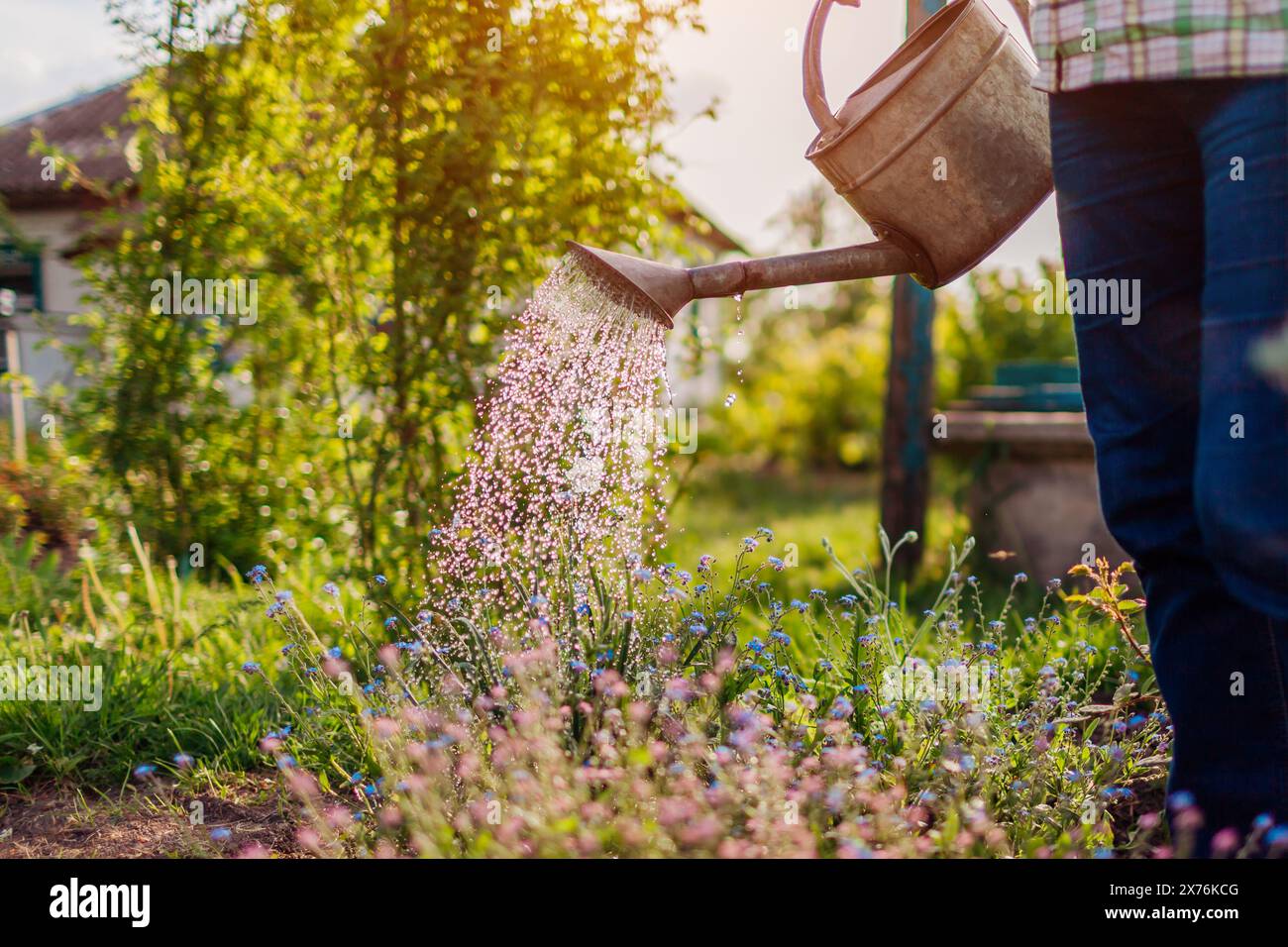 Donna che innaffia i noti dimenticati in fiore con annaffiatoio nel giardino di primavera. Giardiniere che si prende cura dei fiori sul letto di fiori al tramonto Foto Stock