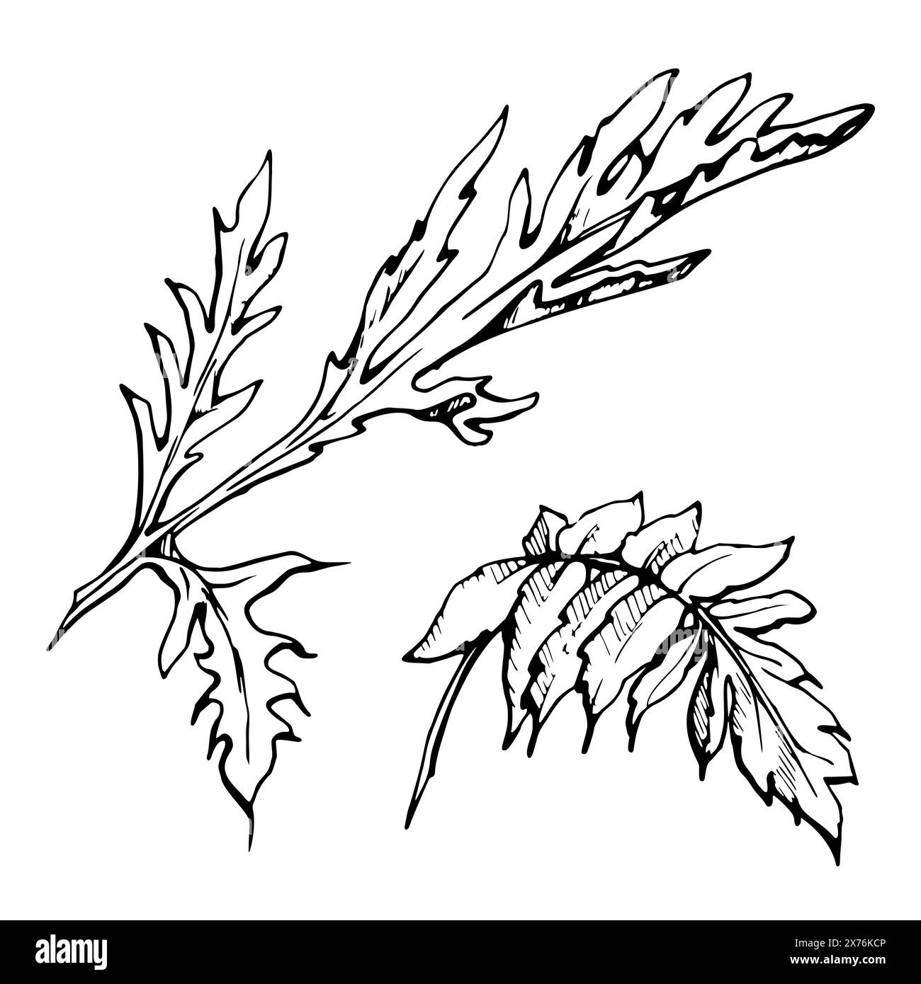 Set vettoriale di elementi con foglie di papavero estivo disegnate a mano. Isolato su sfondo bianco. Illustrazione grafica botanica. Progettare gli inviti Illustrazione Vettoriale