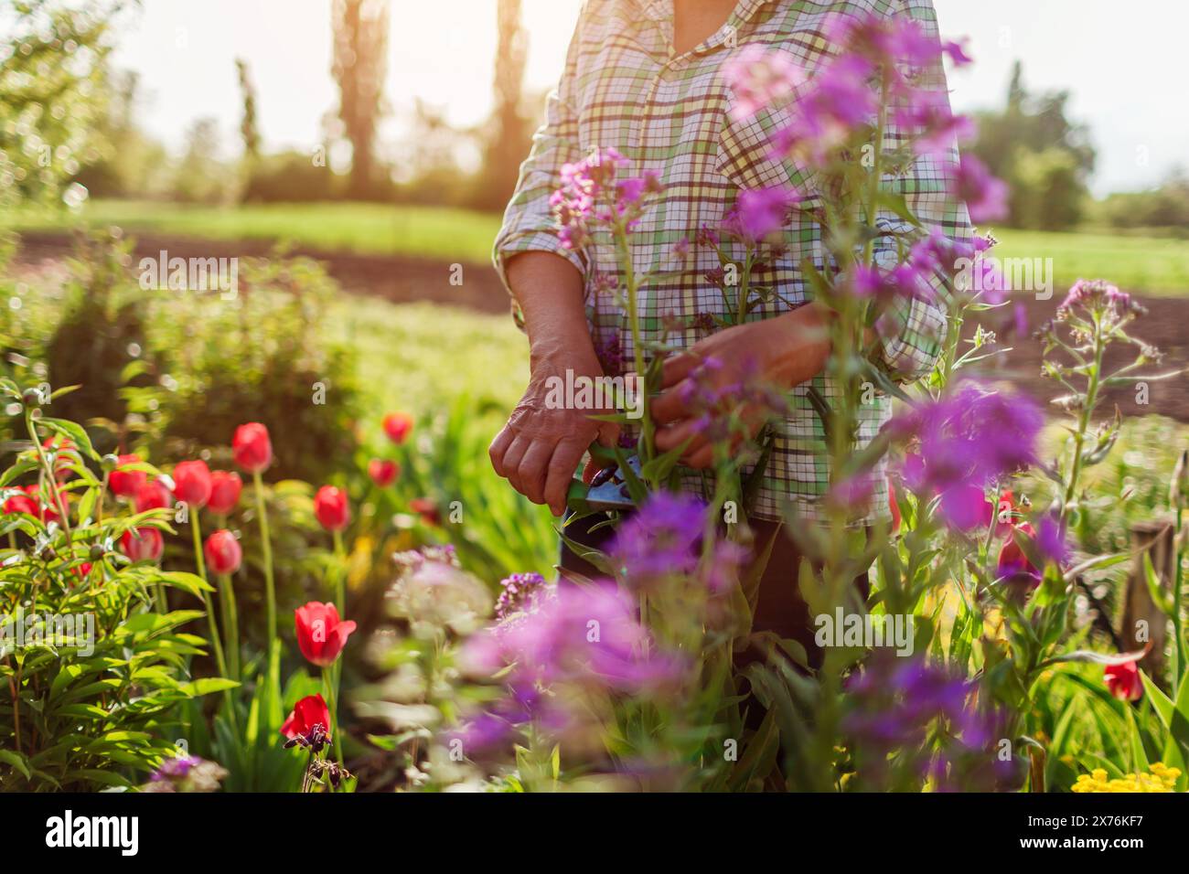 Primo piano di Hesperis matronalis viola che fiorisce nel giardino primaverile. Giardiniere che raccoglie i fiori che tagliano lo stelo con la potatrice al tramonto Foto Stock