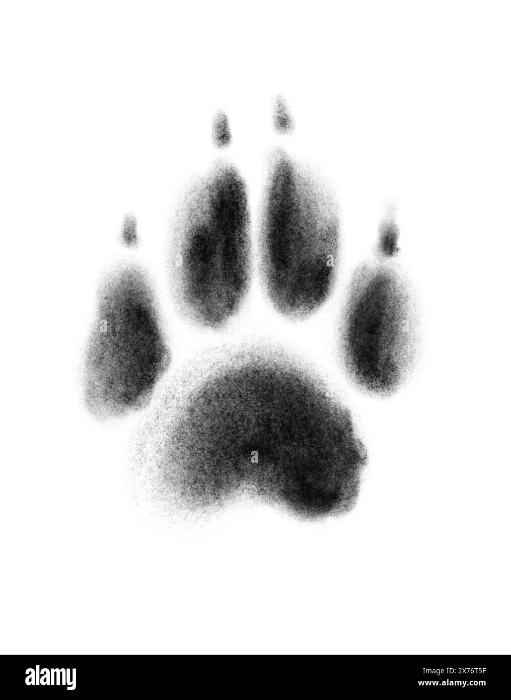 Una zampa di cane stampata su sfondo bianco, illustrazione Foto Stock