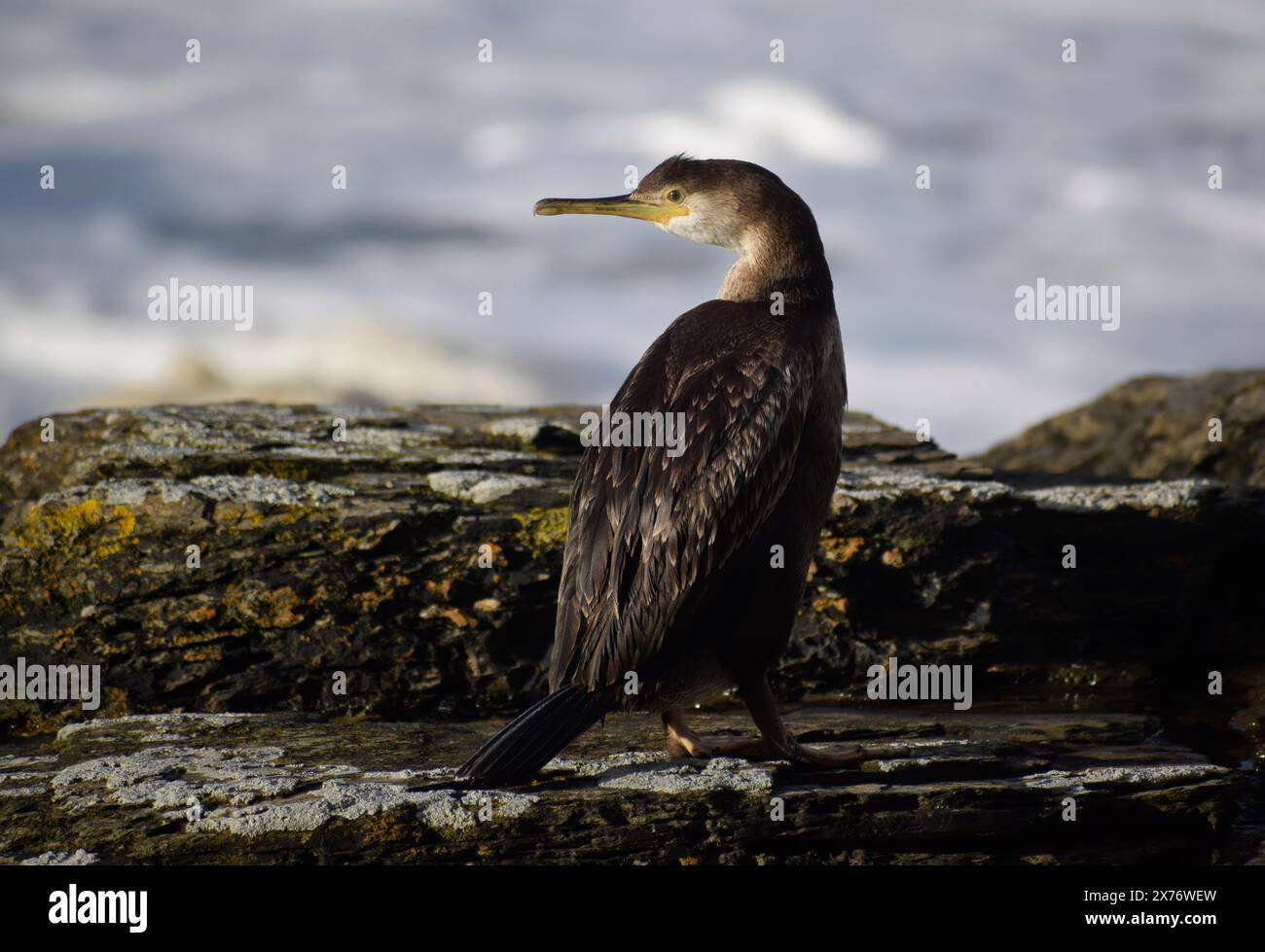 Cormorano su una roccia con mare sullo sfondo - Cornovaglia, Regno Unito Foto Stock