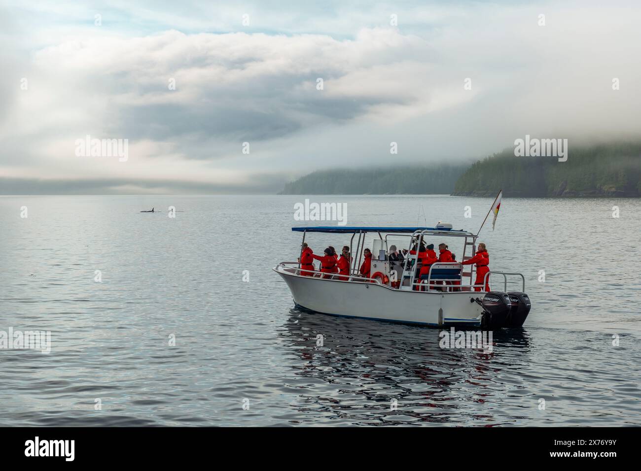 Turisti sulla nave per l'avvistamento delle balene con due orche (Orcinus orca), Telegraph Cove, Canada. Foto Stock