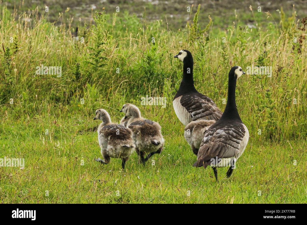 Famiglia di barnacchi nei Paesi Bassi Foto Stock