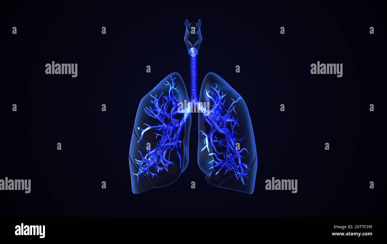 Umano Sistema respiratorio polmoni anatomia Foto Stock