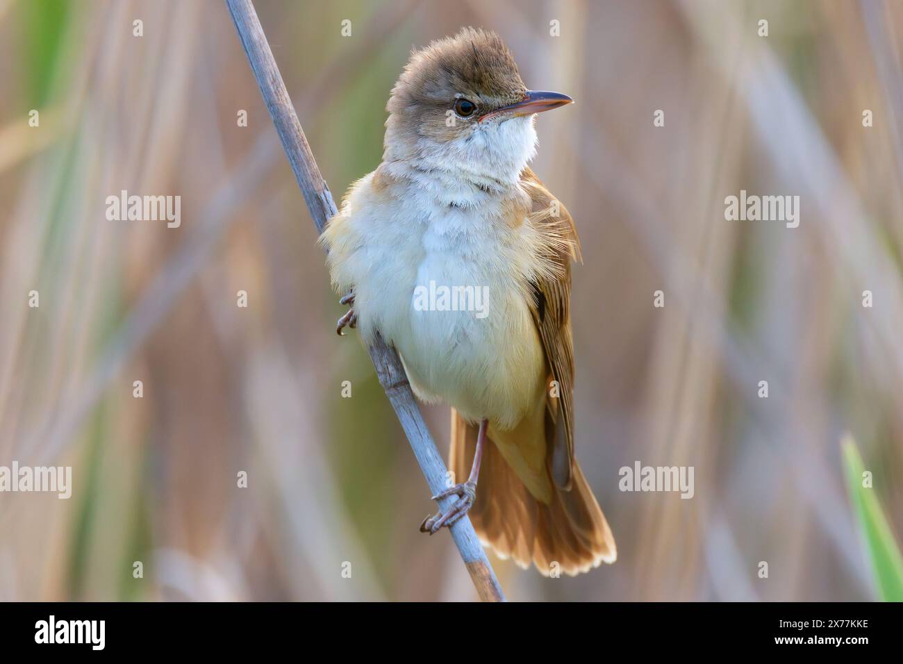 Fischietti Per Uccelli In Ceramica EIH - 4 Pezzi A Forma Di Pettirosso, Per Richiamo O Gioco - Foto 2