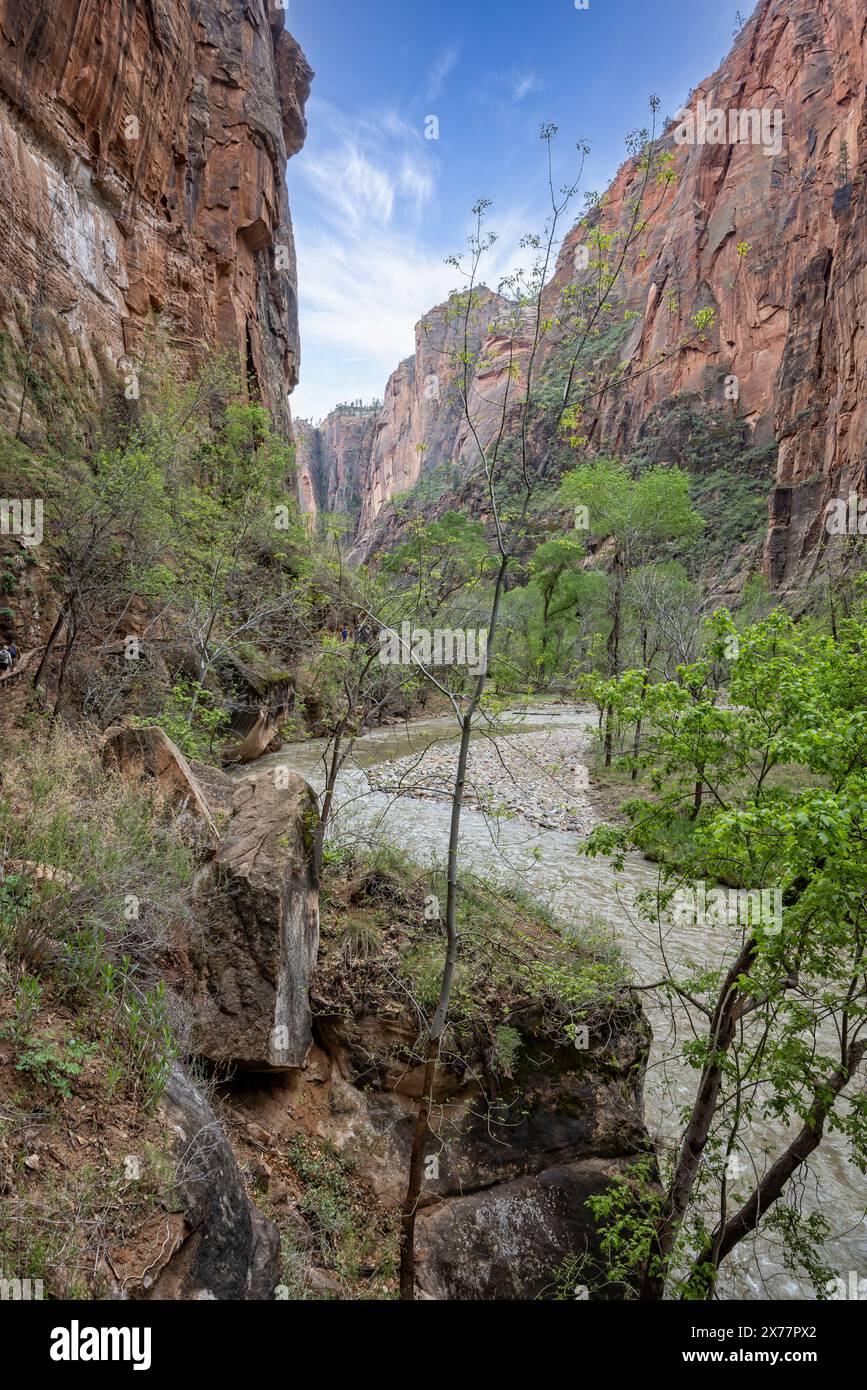 Il fiume Virgin si snoda in un profondo canyon del Parco Nazionale di Zion nello Utah, USA, il 26 aprile 2024 Foto Stock