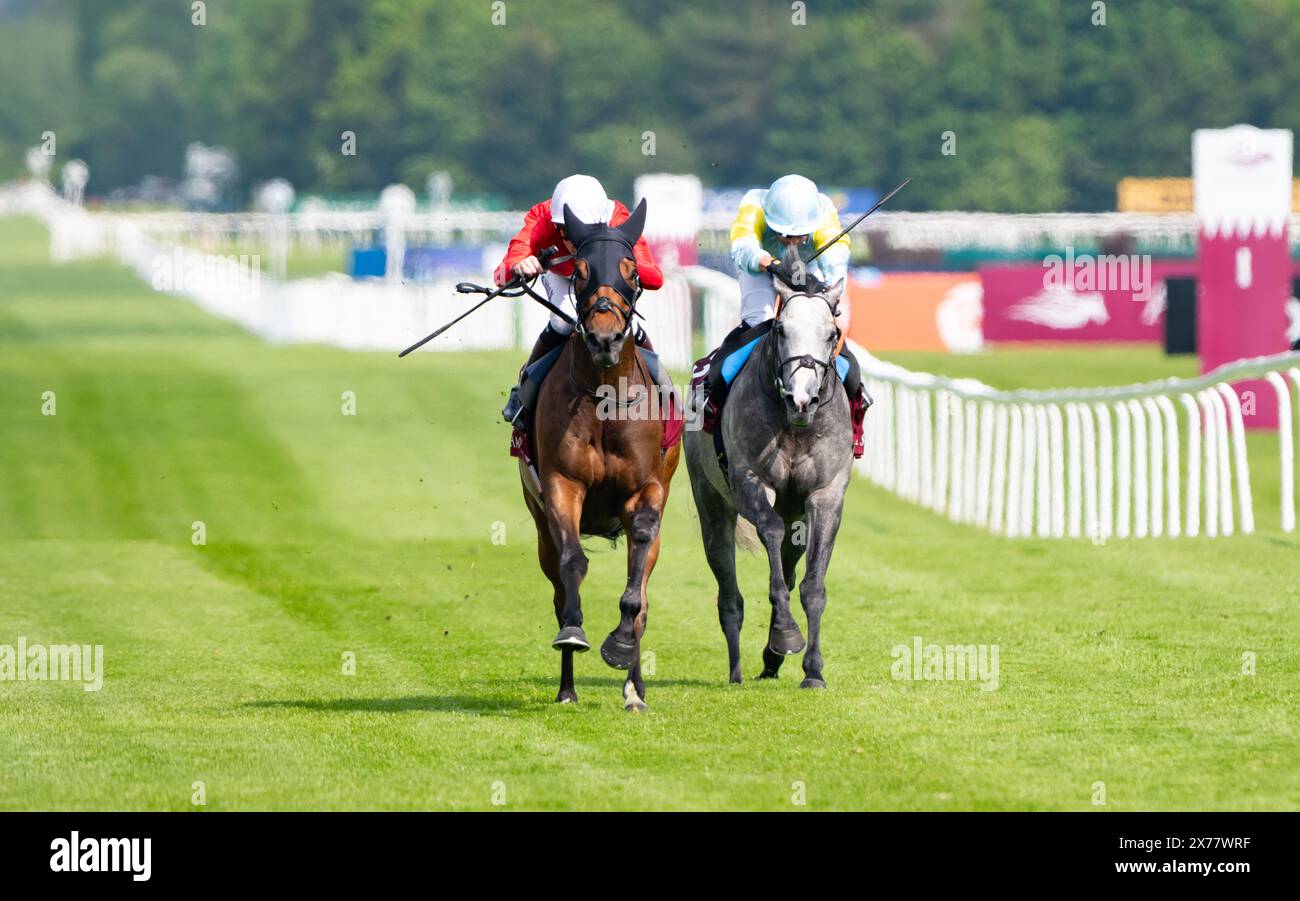 Newbury Racecourse, Regno Unito. Sabato 18 maggio 2024. Audience e Robert Havlin vincono il gruppo 1 al Shaqab Lockinge Stakes per gli allenatori John & Thady Gosden e i proprietari Cheveley Park Stud Crediti JTW equine Images / Alamy Live News Foto Stock