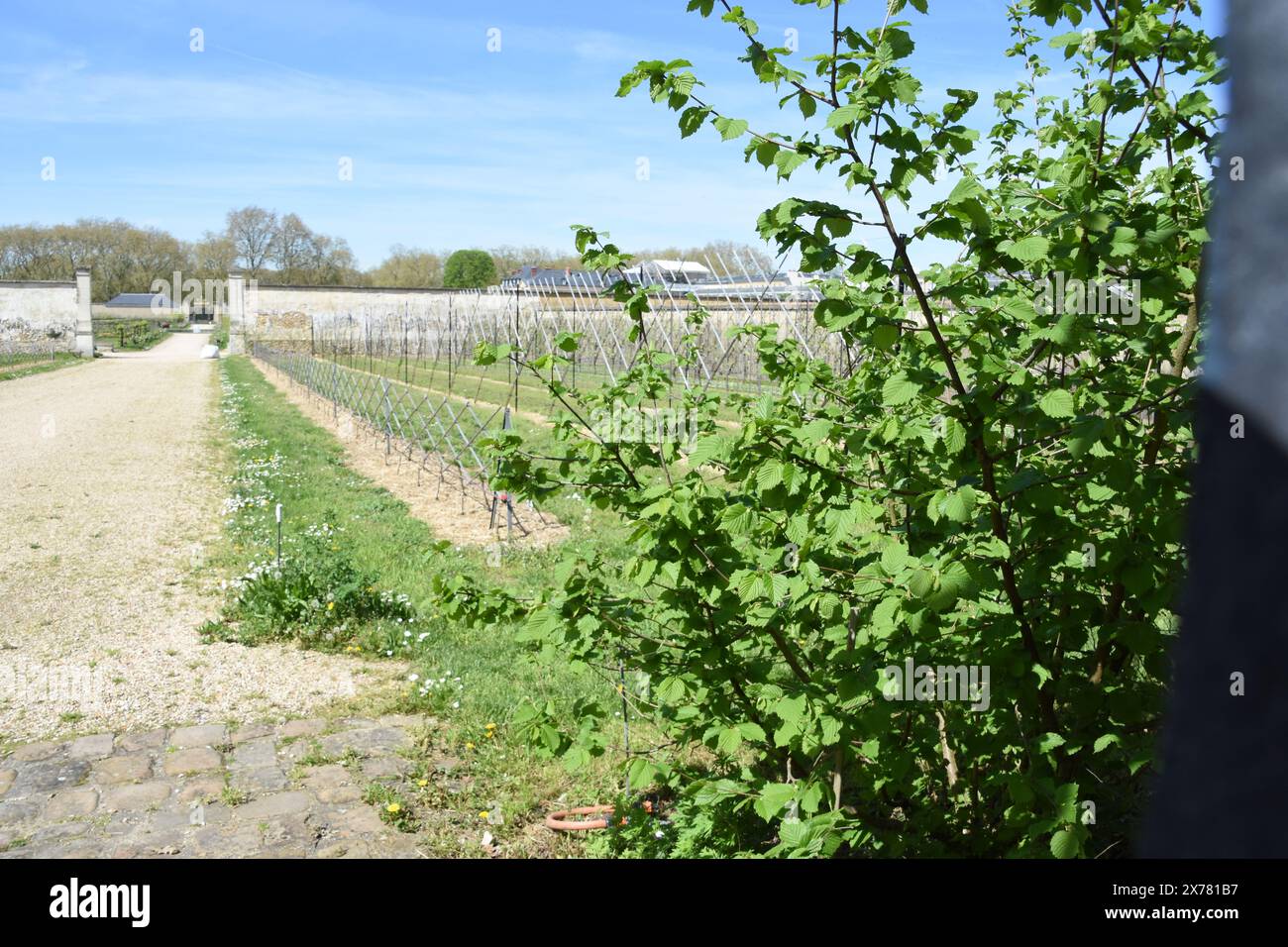 Le jardin du roi à Versailles Foto Stock