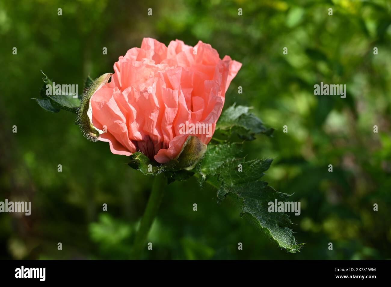 Fioritura estiva di Papaver orientale rosa di salmone, papavero orientale "Coral Reef", cottage Garden britannico maggio Foto Stock