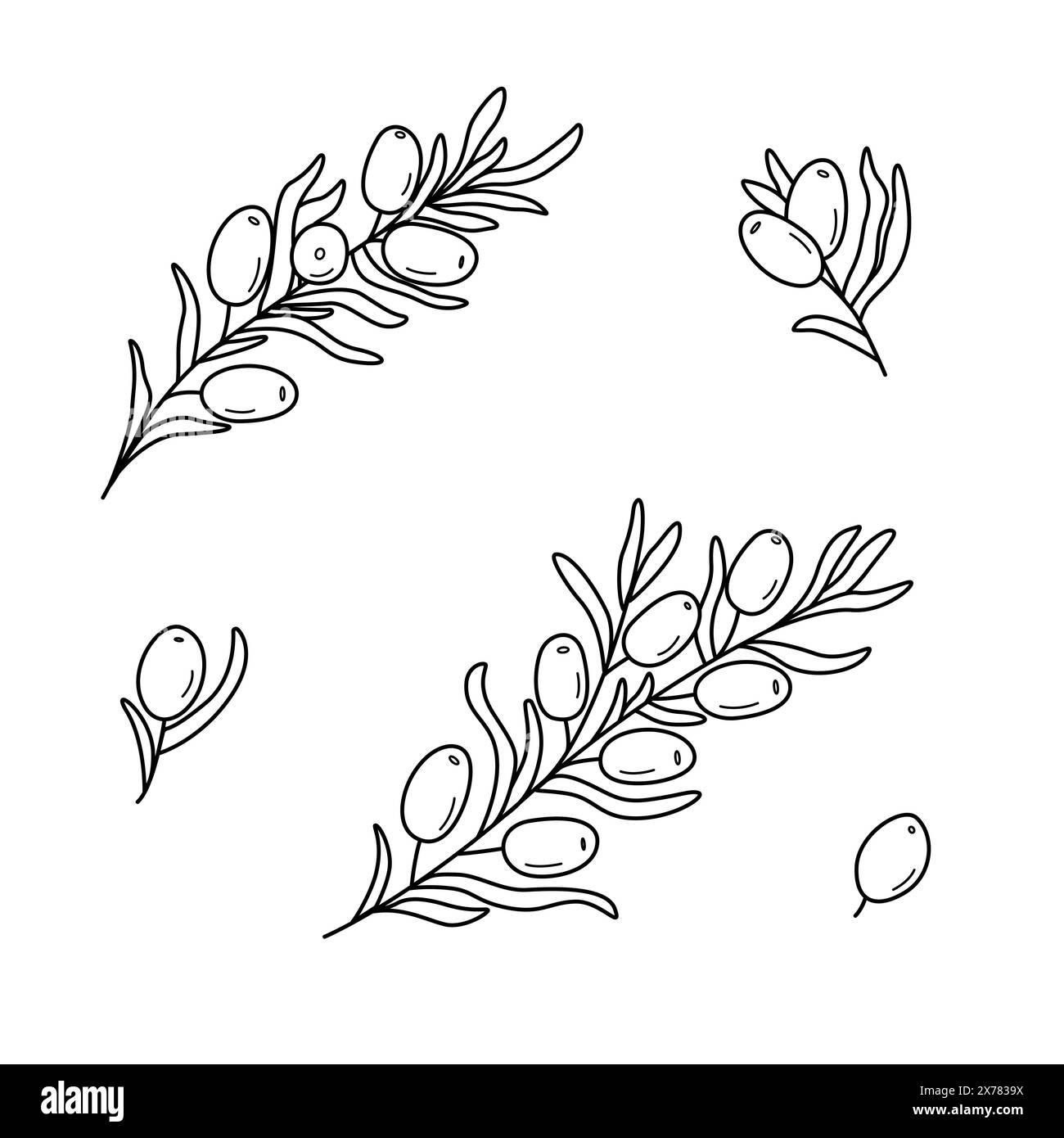 Serie di rami di spinoso marino. Illustrazione vettoriale di una bacca commestibile curativa. Disegno per il design della confezione. Foto Stock