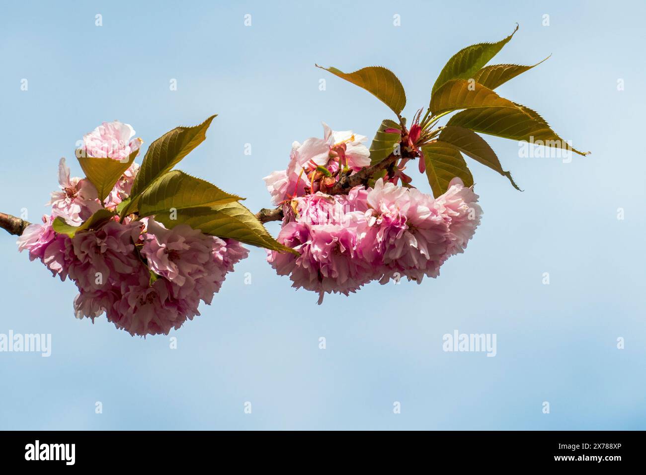 Japanische Nelkenkirsche mit zarten Weiß rosa Blüten im Frühjahr Foto Stock