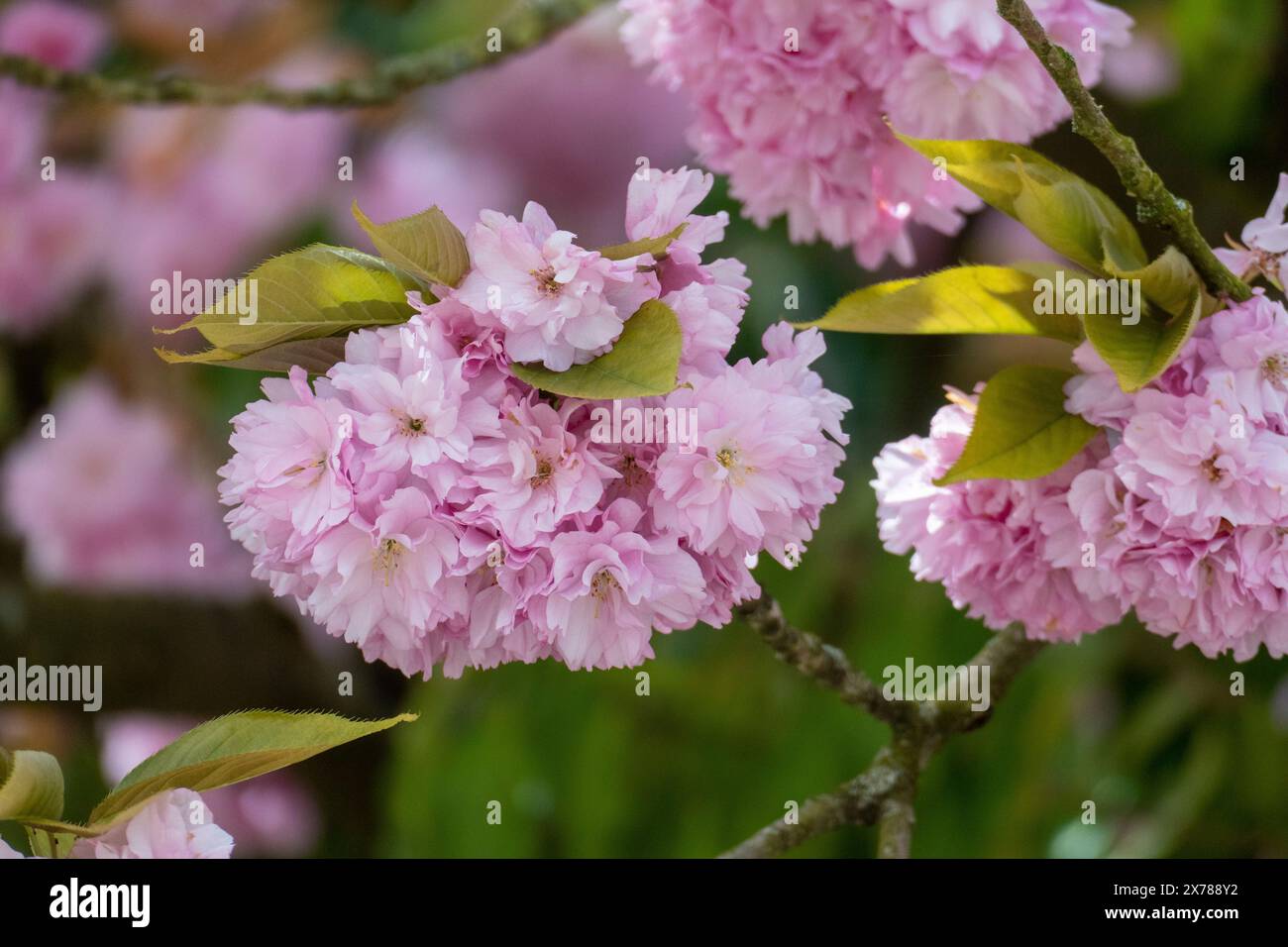 Japanische Nelkenkirsche mit zarten Weiß rosa Blüten im Frühjahr Foto Stock