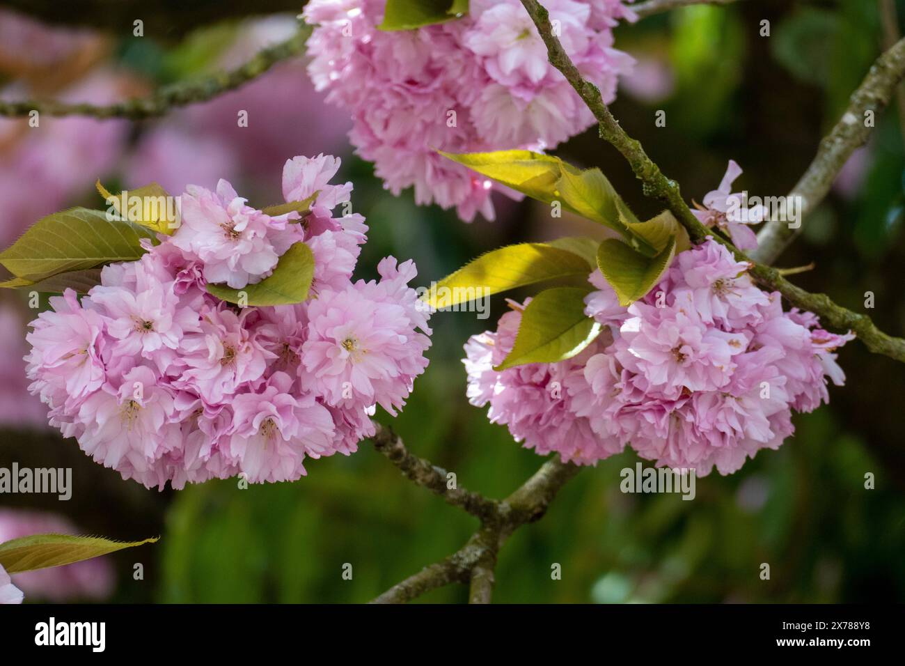 Japanische Nelkenkirsche mit zarten Weiß rosa Blüten im Frühjahr Foto Stock