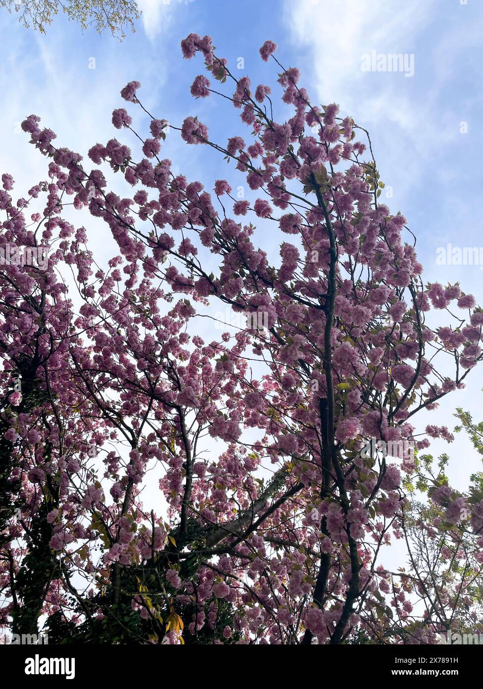 Japanische Nelkenkirsche mit zarten Weiß rosa Blüten im Frühjahr Foto Stock