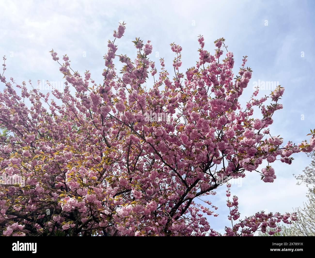 Japanische Nelkenkirsche mit zarten Weiß rosa Blüten im Frühjahr Foto Stock