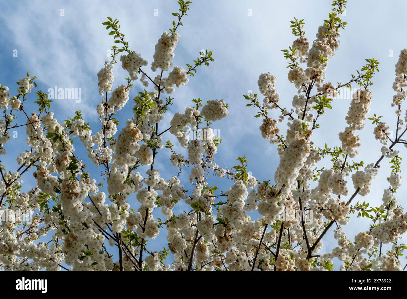 Japanische Nelkenkirsche mit zarten Weiß rosa Blüten im Frühjahr Foto Stock