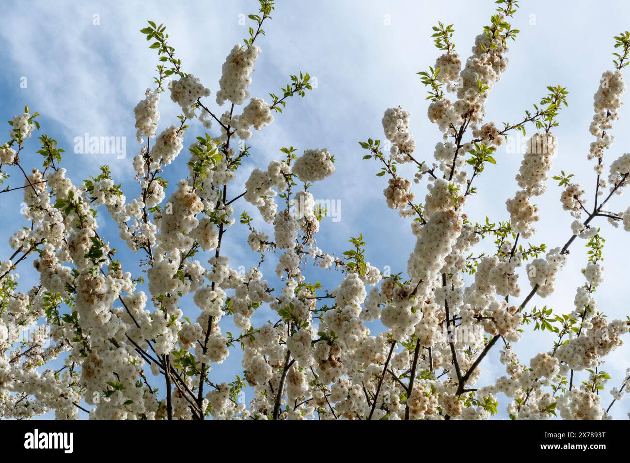 Japanische Nelkenkirsche mit zarten Weiß rosa Blüten im Frühjahr Foto Stock