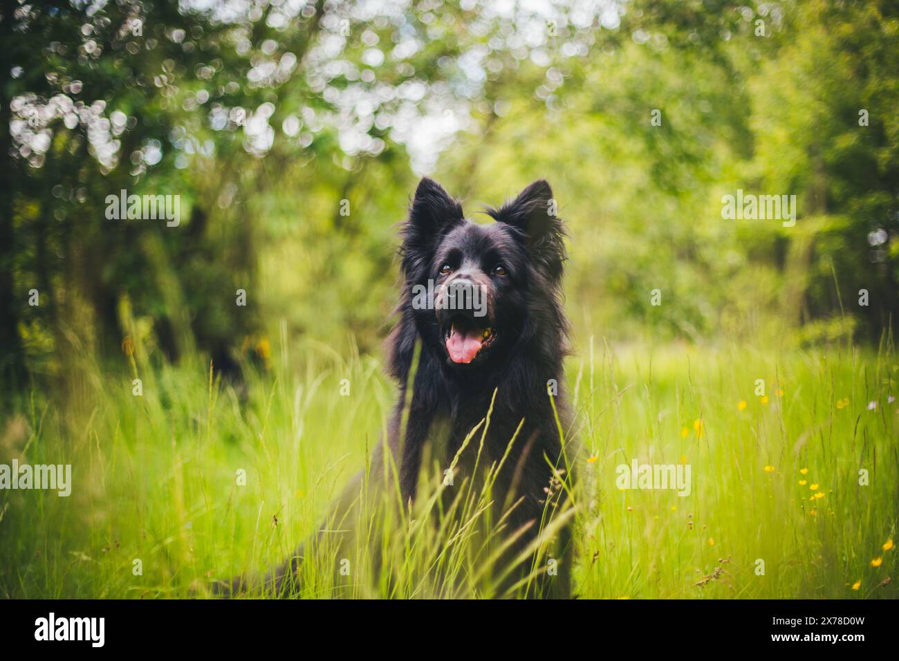 Vecchio pastore tedesco (Altdeutscher Schäferhund) Foto Stock
