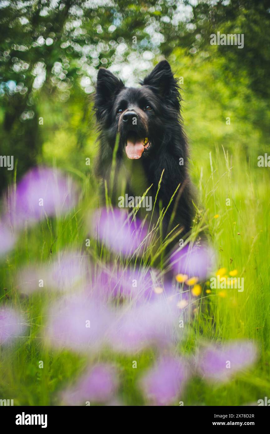 Vecchio pastore tedesco (Altdeutscher Schäferhund) Foto Stock
