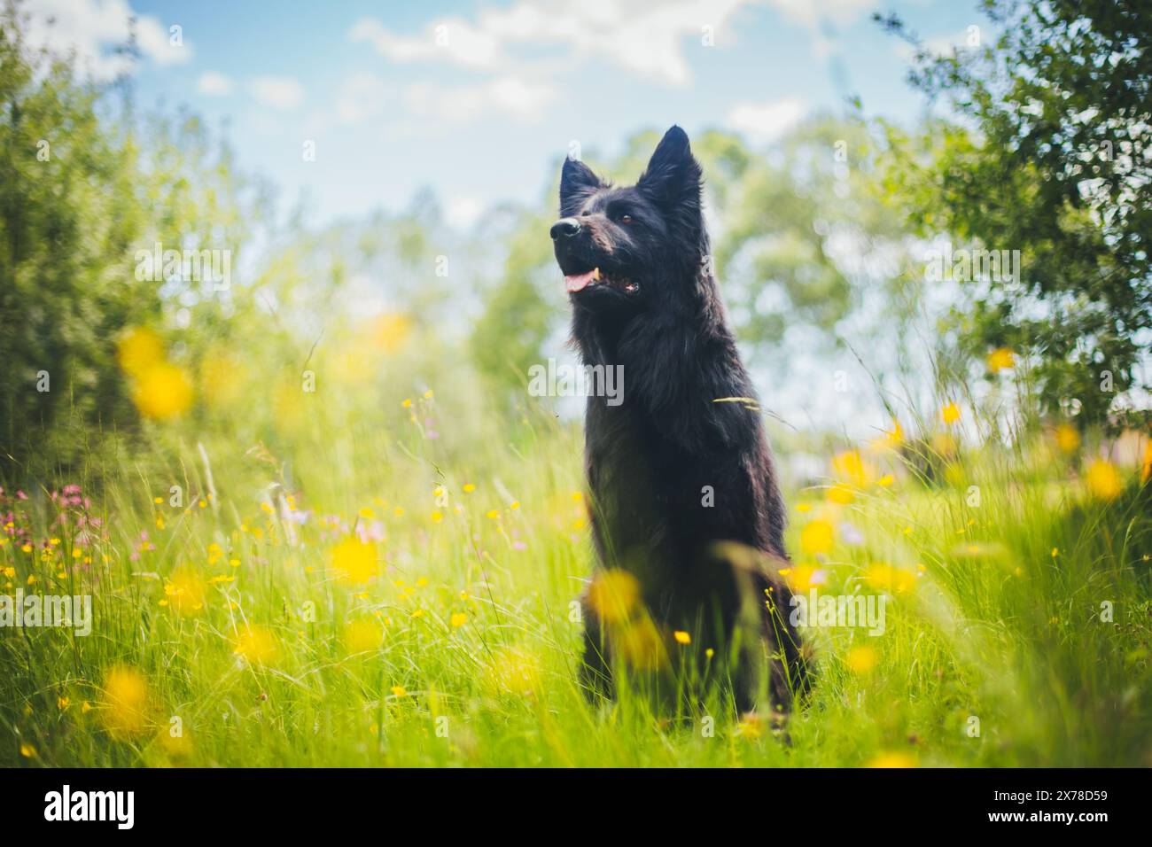 Vecchio pastore tedesco (Altdeutscher Schäferhund) Foto Stock