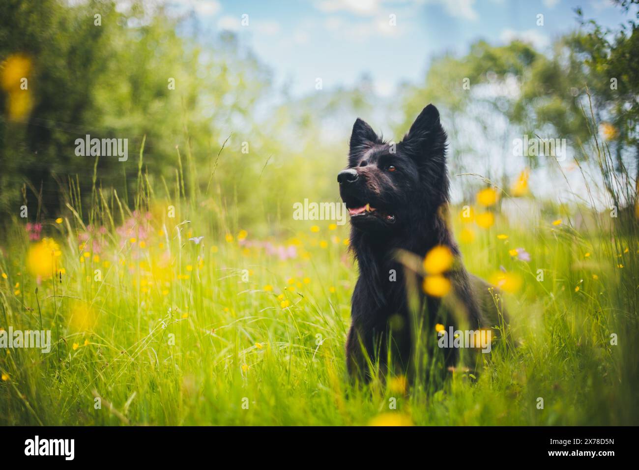 Vecchio pastore tedesco (Altdeutscher Schäferhund) Foto Stock