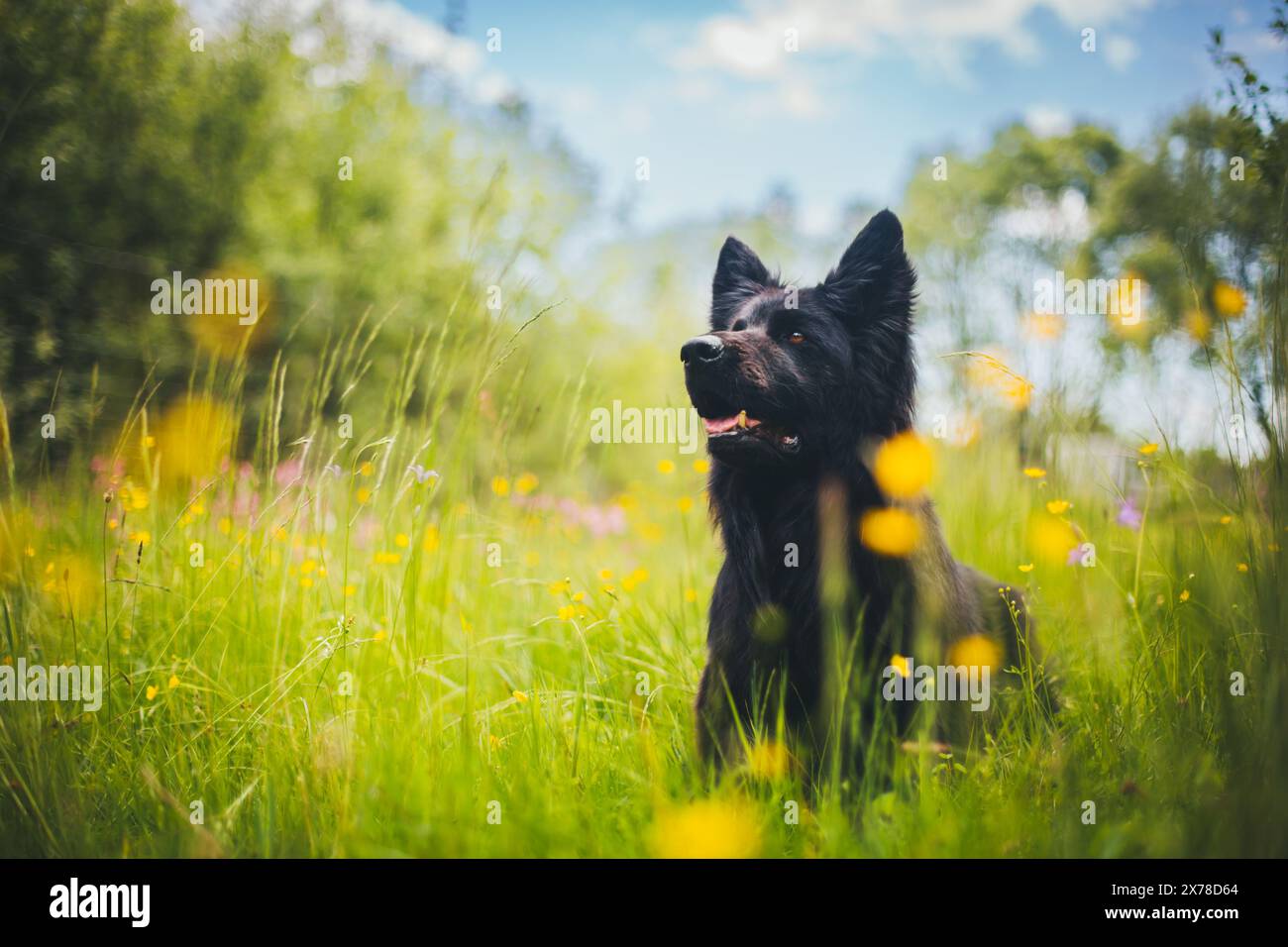 Vecchio pastore tedesco (Altdeutscher Schäferhund) Foto Stock