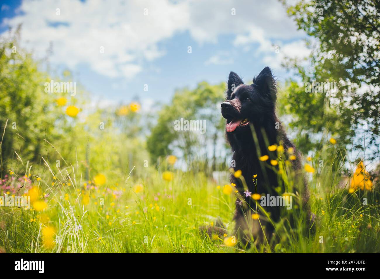 Vecchio pastore tedesco (Altdeutscher Schäferhund) Foto Stock