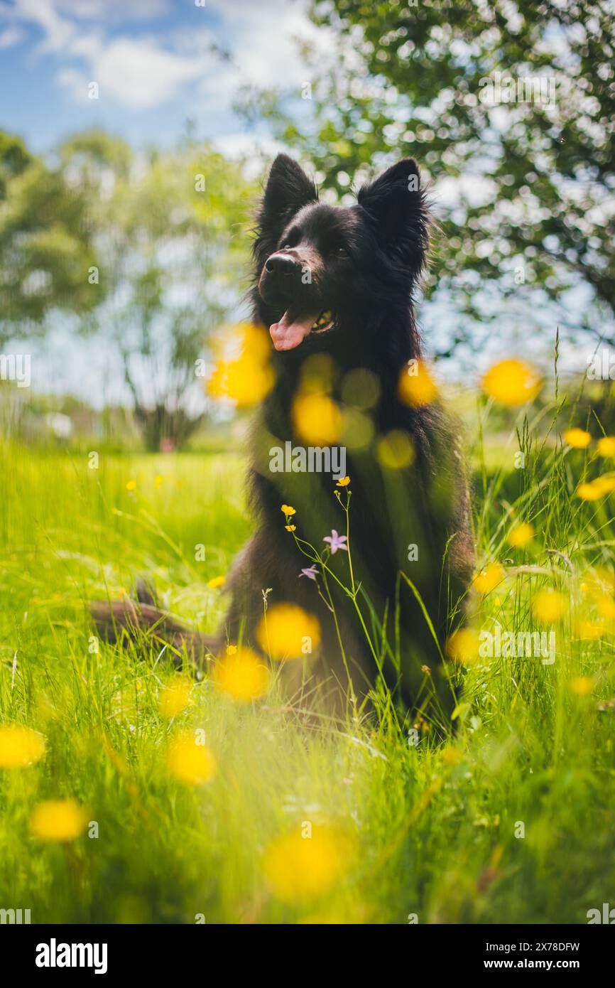 Vecchio pastore tedesco (Altdeutscher Schäferhund) Foto Stock