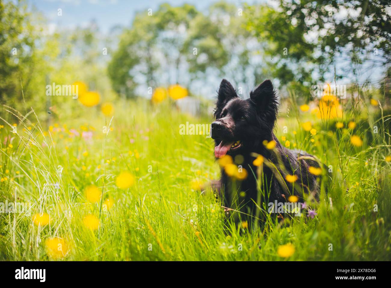 Vecchio pastore tedesco (Altdeutscher Schäferhund) Foto Stock