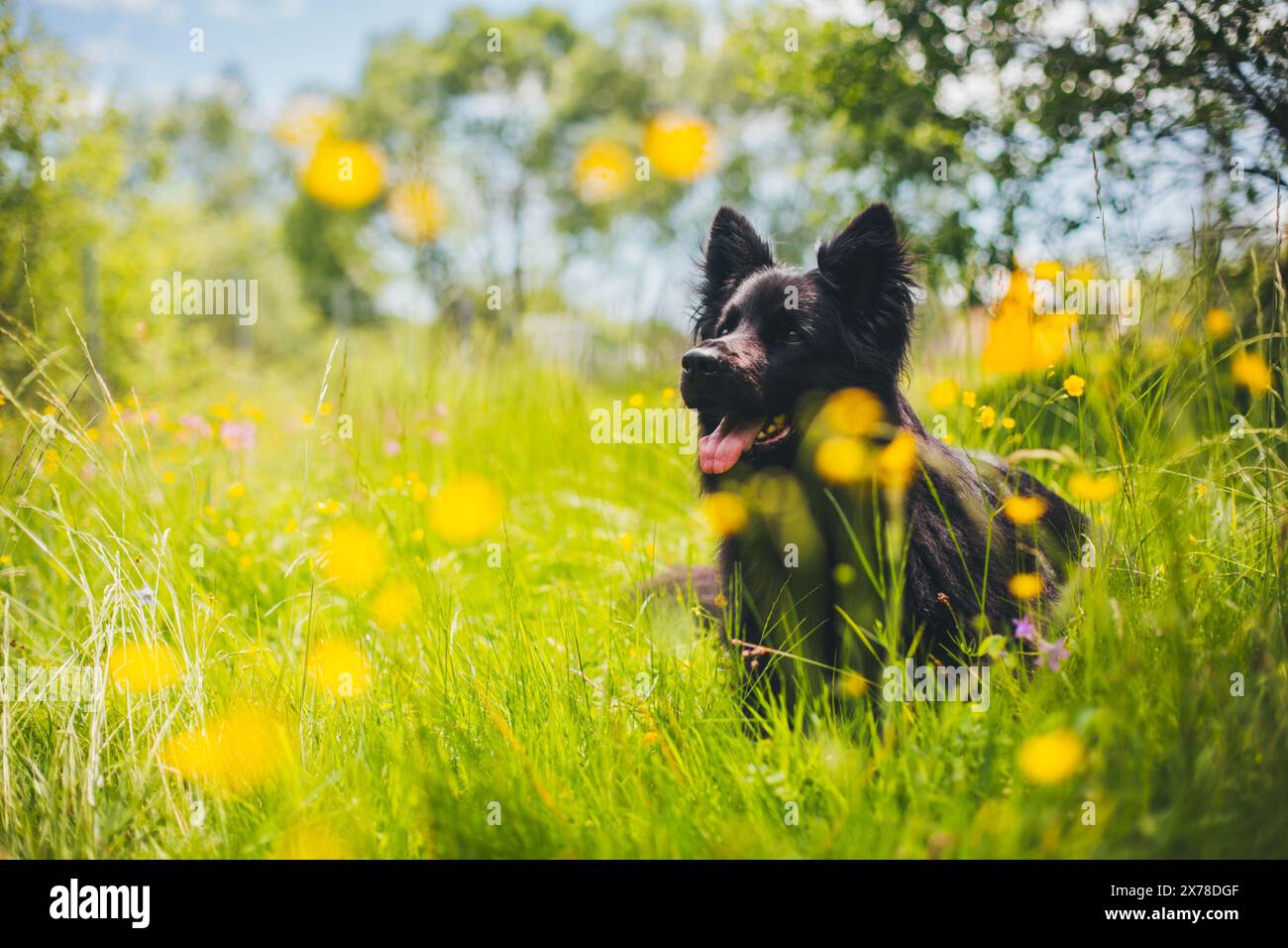 Vecchio pastore tedesco (Altdeutscher Schäferhund) Foto Stock
