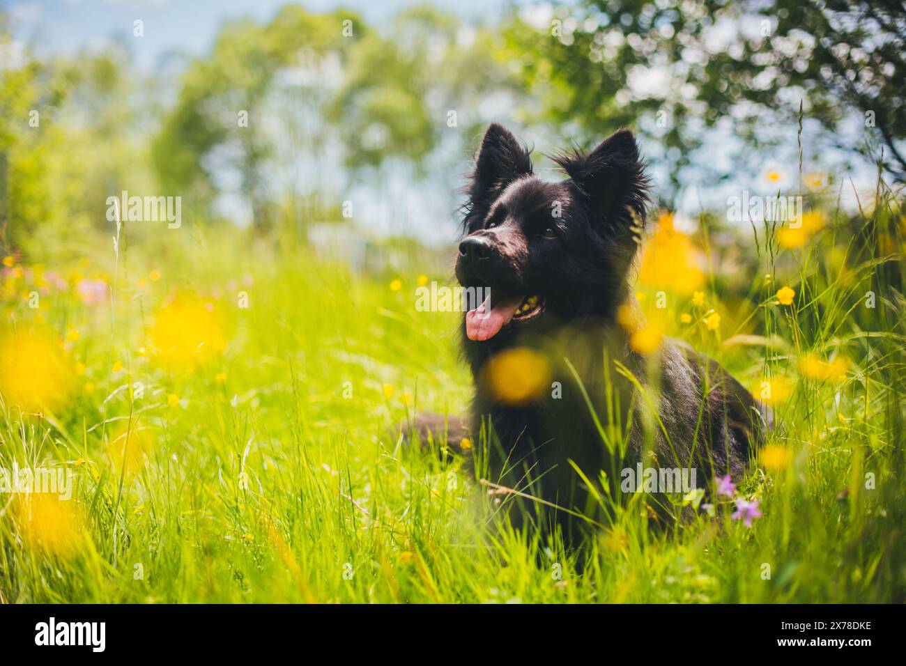 Vecchio pastore tedesco (Altdeutscher Schäferhund) Foto Stock