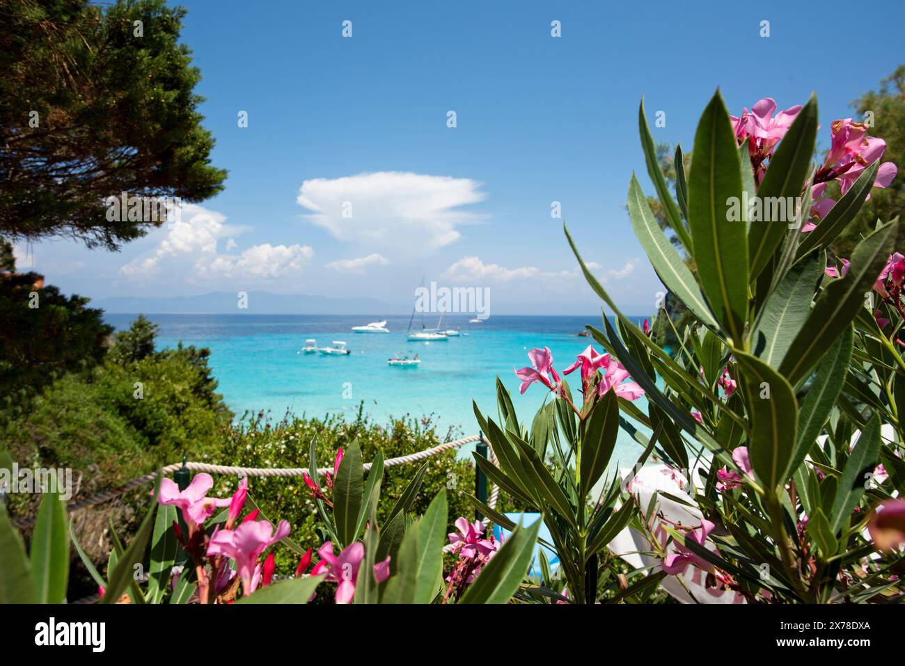 Spiaggia rocciosa con acque turchesi del Mar Mediterraneo, barche ancorate nella baia e fiori rosa in primo piano, sull'isola di Antip Foto Stock
