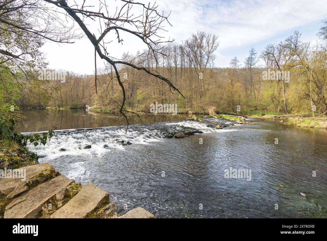 Fiume Dyje nel Parco Nazionale di Podyji vicino alla città di Znojmo nella regione della Moravia meridionale della Repubblica Ceca, Europa. Foto Stock