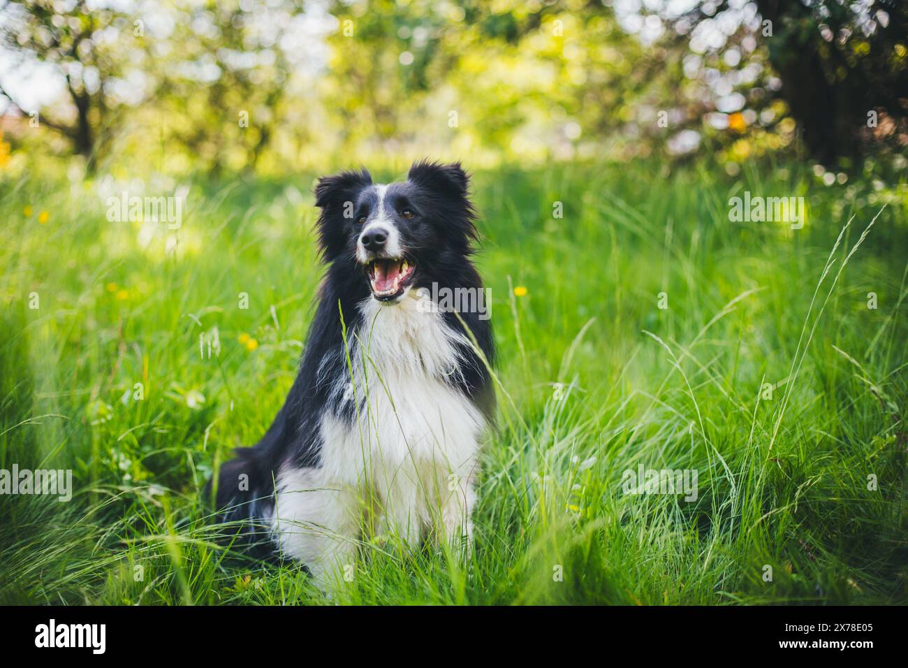 Shetland Sheepdog (Sheltie) Foto Stock