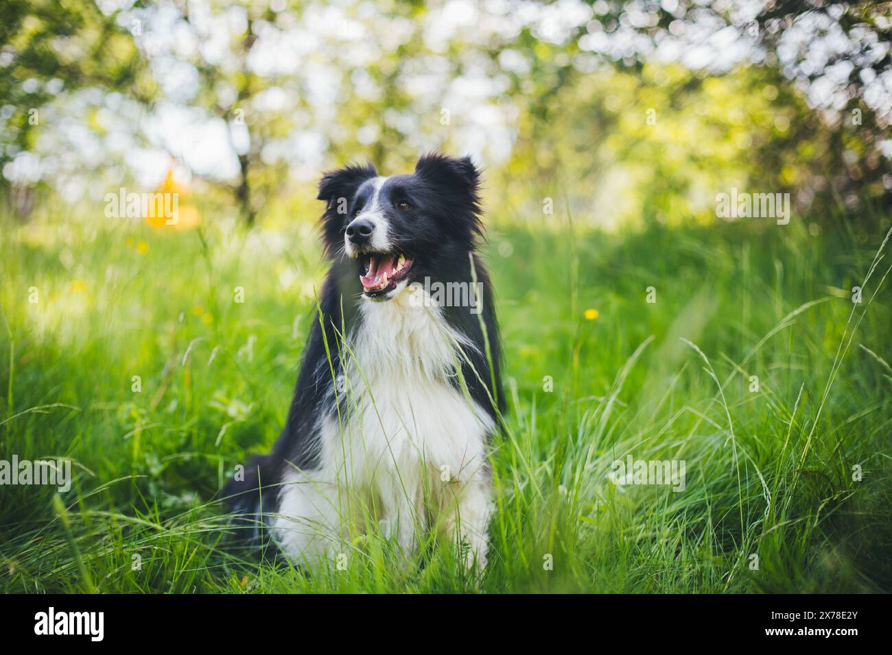 Shetland Sheepdog (Sheltie) Foto Stock