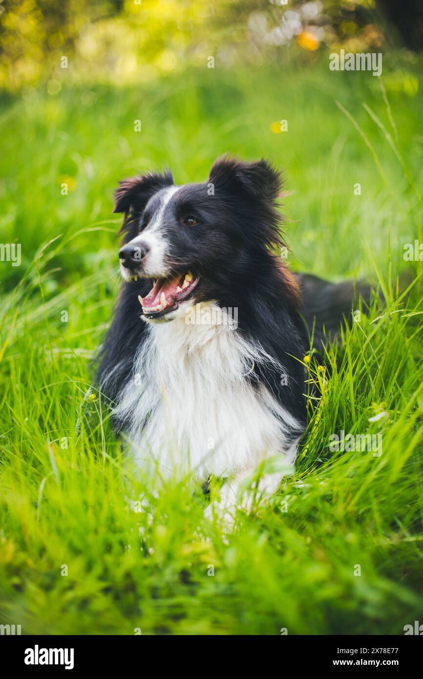 Shetland Sheepdog (Sheltie) Foto Stock
