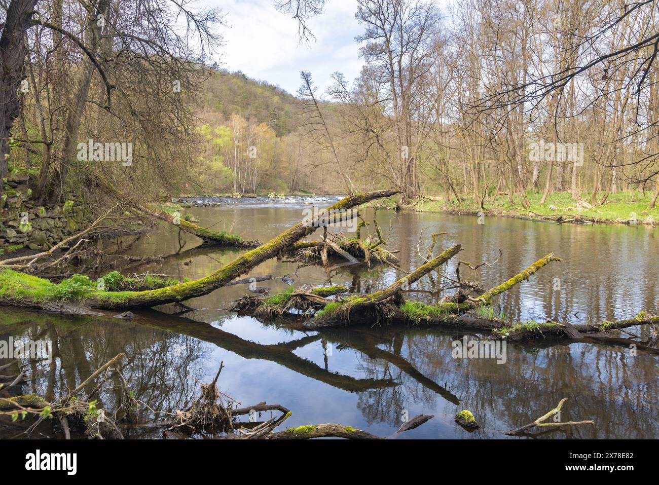 Fiume Dyje nel Parco Nazionale di Podyji vicino alla città di Znojmo nella regione della Moravia meridionale della Repubblica Ceca, Europa. Foto Stock