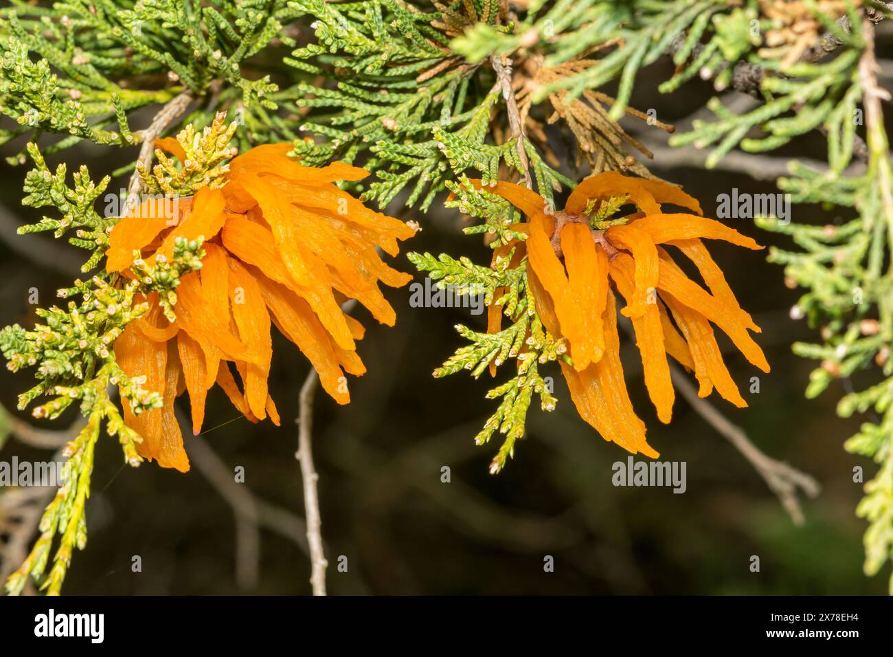 Ruggine di mele di cedro - Gymnosporangium juniperi-virginianae Foto Stock