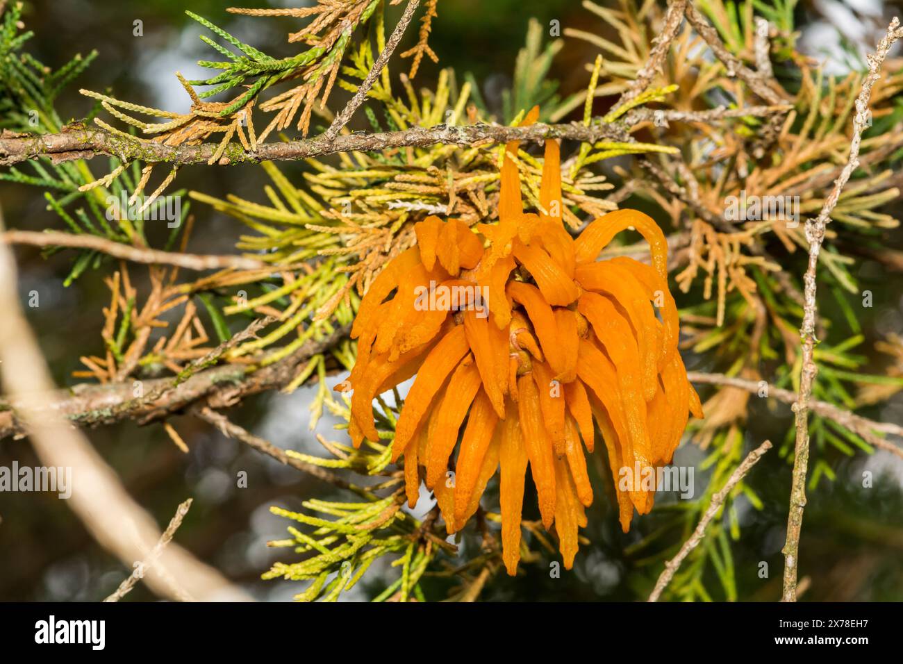 Ruggine di mele di cedro - Gymnosporangium juniperi-virginianae Foto Stock
