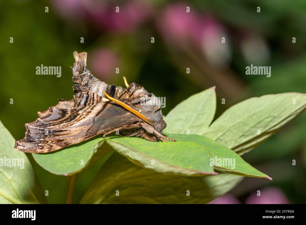 Abbott's Sphinx Moth - Sphecodina abbottii Foto Stock