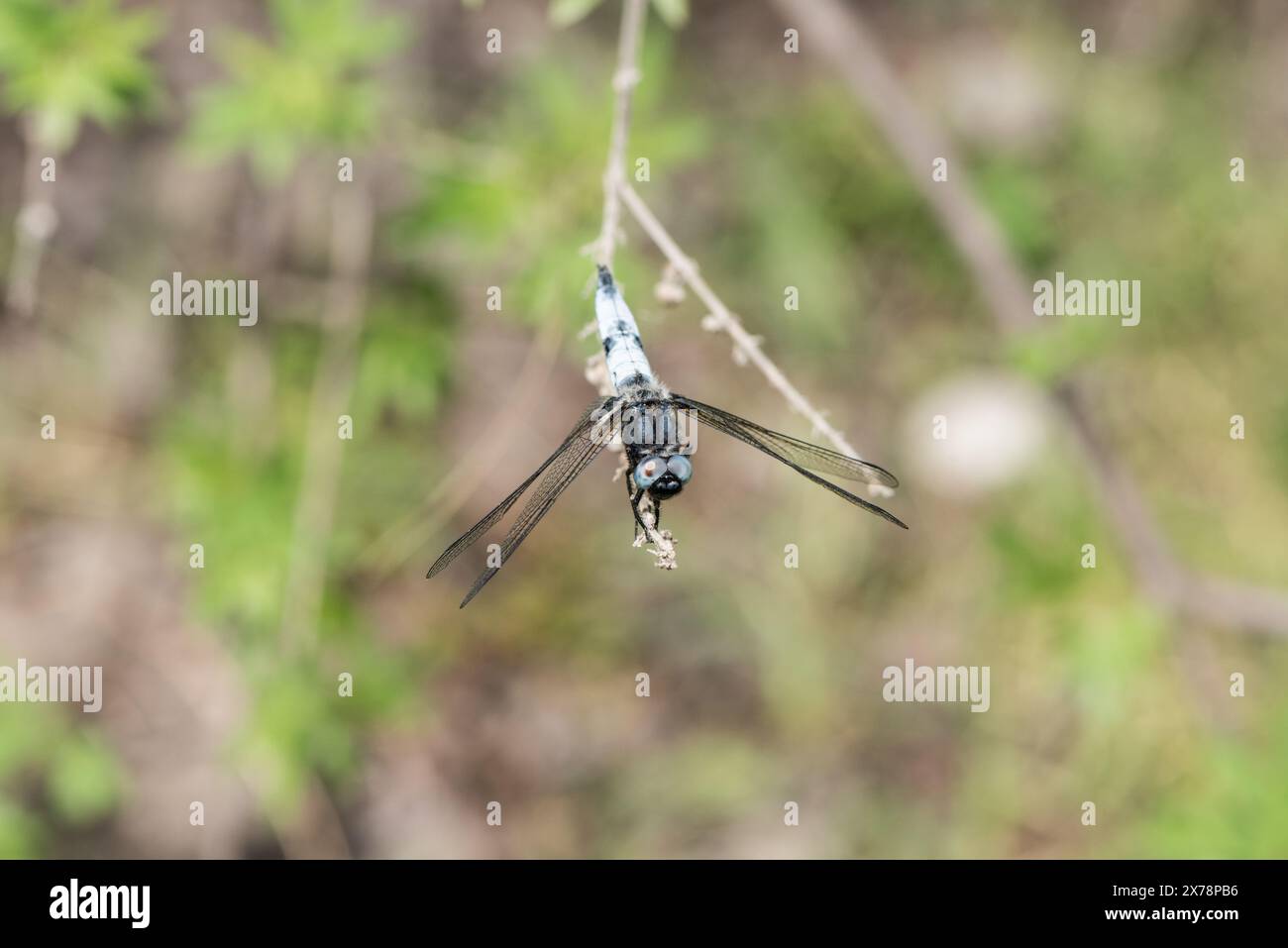 Uomo arroccato scarso Chaser (Libellula fulva) a Köyceğiz in Turkiye Foto Stock