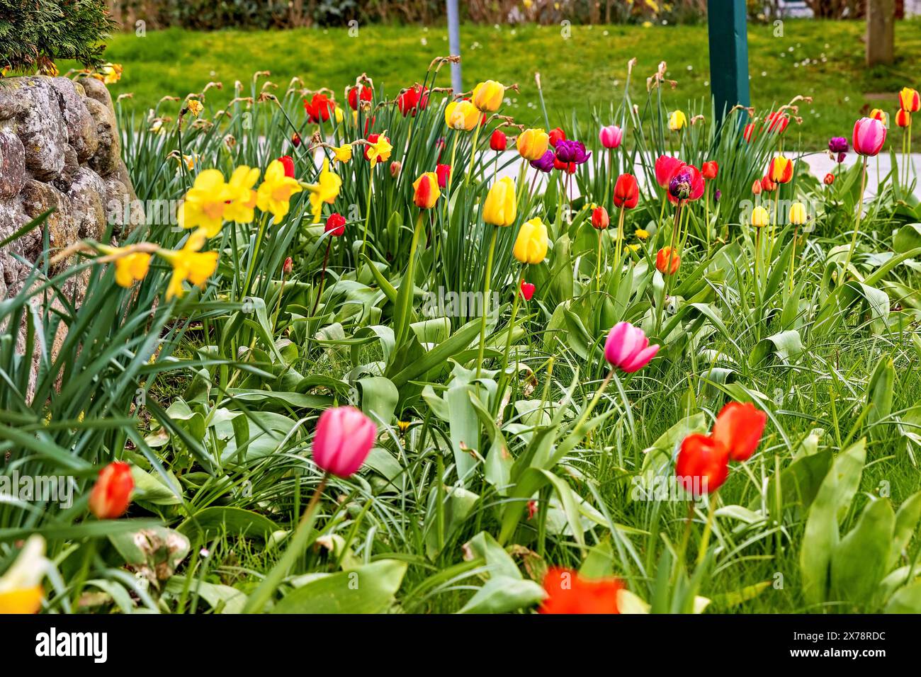 Tulipani colorati sul prato Foto Stock