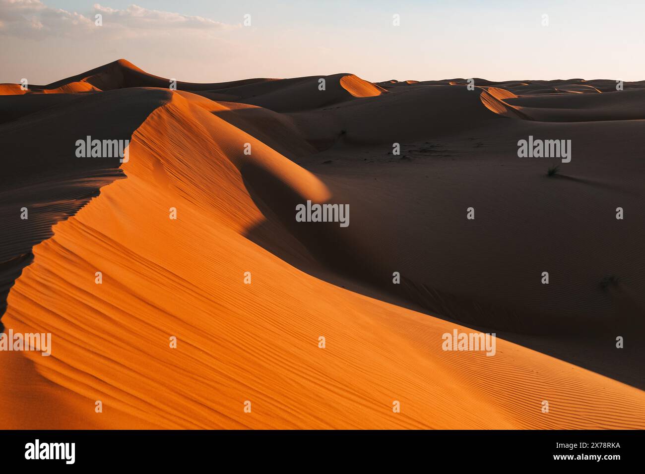 Il basso sole dell'ora d'oro crea un contrasto sorprendente e mostra increspature spazzate dal vento su una cresta di dune di sabbia a Sharqiya Sands, Oman Foto Stock