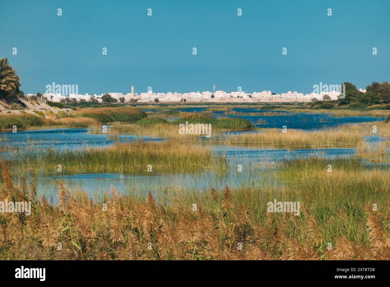 Vivaci paludi a Khor al Batah vicino a Sur, Oman, con acque blu laguna, alte canne e un lontano skyline di case bianche costiere Foto Stock