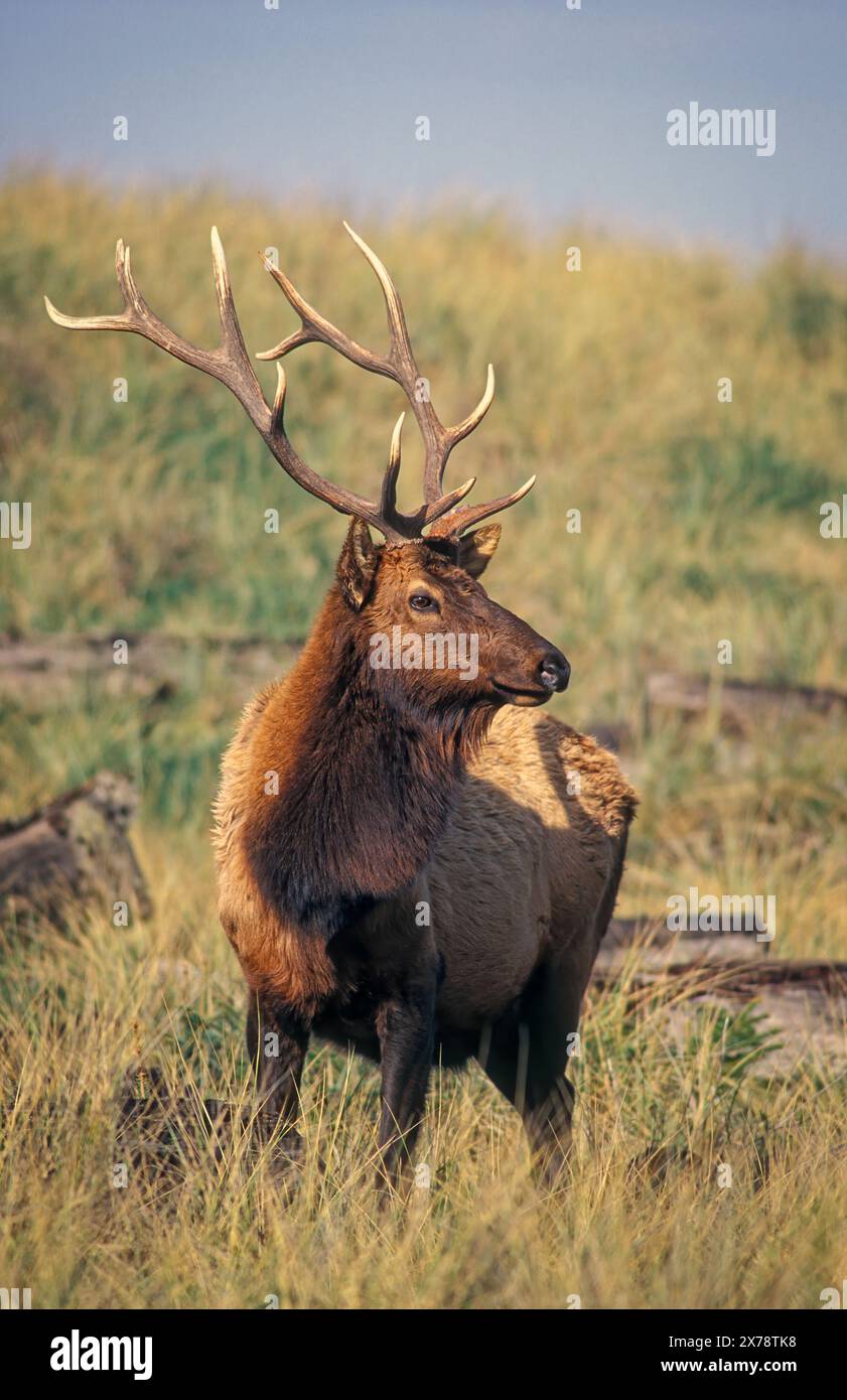 Roosevelt Elk (Cervus elaphus roosevelti) sulla spiaggia di dune di sabbia ricoperte di erba a Gold Bluffs Beach, Prairie Creek Redwoods state Park/Redwoods National P Foto Stock