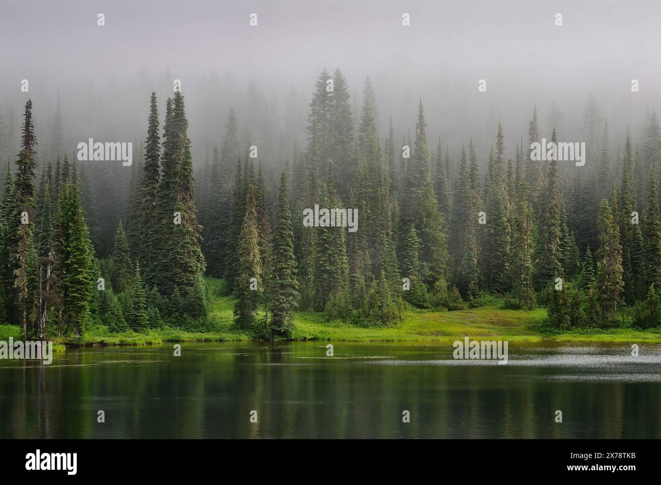 Cancellazione di nebbia oltre il Lago di riflessione; il Parco Nazionale del Monte Rainier, Washington. Foto Stock